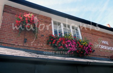 Major Plants Ltd - Hanging Basket Services - London - UK - Image 85