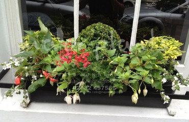 Major Plants Ltd - Hanging Basket Services - London - UK - Image 89
