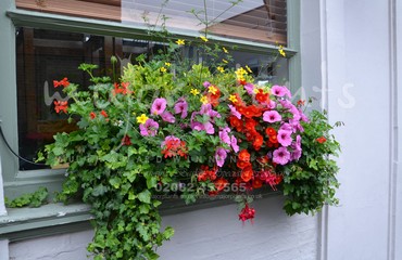 Major Plants Ltd - Hanging Basket Services - London - UK - Image 91