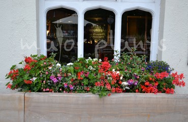 Major Plants Ltd - Hanging Basket Services - London - UK - Image 93