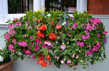 Major Plants Ltd - Hanging Basket Services - London - UK - Image 94