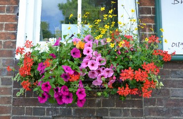 Major Plants Ltd - Hanging Basket Services - London - UK - Image 95