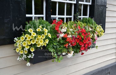 Major Plants Ltd - Hanging Basket Services - London - UK - Image 96