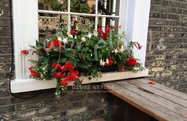 Major Plants Ltd - Hanging Basket Services - London - UK - Image 98