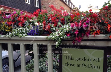 Major Plants Ltd - Hanging Basket Services - London - UK - Image 101