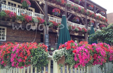 Major Plants Ltd - Hanging Basket Services - London - UK - Image 102