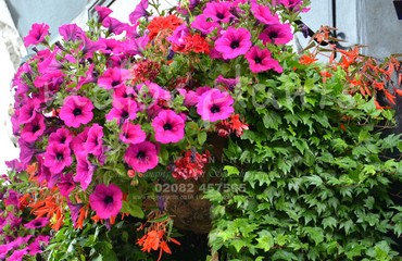 Major Plants Ltd - Hanging Basket Services - London - UK - Image 106
