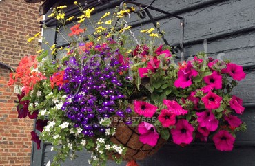 Major Plants Ltd - Hanging Basket Services - London - UK - Image 109