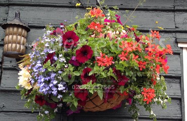 Major Plants Ltd - Hanging Basket Services - London - UK - Image 110