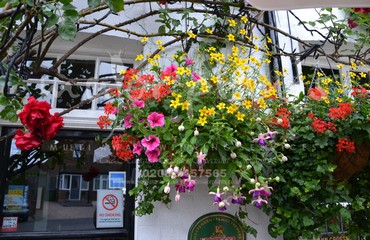Major Plants Ltd - Hanging Basket Services - London - UK - Image 111