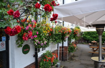 Major Plants Ltd - Hanging Basket Services - London - UK - Image 112