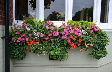 Major Plants Ltd - Hanging Basket Services - London - UK - Image 113