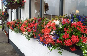 Major Plants Ltd - Hanging Basket Services - London - UK - Image 114