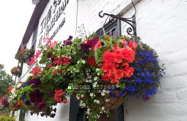 Major Plants Ltd - Hanging Basket Services - London - UK - Image 115