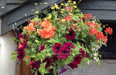 Major Plants Ltd - Hanging Basket Services - London - UK - Image 116