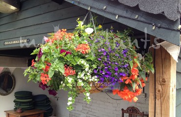 Major Plants Ltd - Hanging Basket Services - London - UK - Image 117