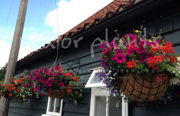 Major Plants Ltd - Hanging Basket Services - London - UK - Image 118