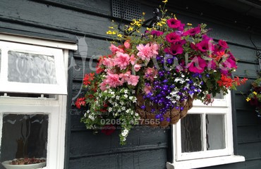 Major Plants Ltd - Hanging Basket Services - London - UK - Image 119