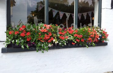 Major Plants Ltd - Hanging Basket Services - London - UK - Image 121