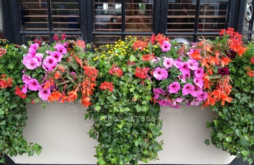 Major Plants Ltd - Hanging Basket Services - London - UK - Image 122