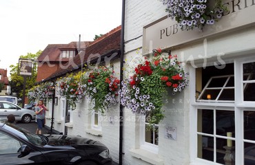 Major Plants Ltd - Hanging Basket Services - London - UK - Image 125