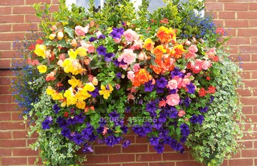 Major Plants Ltd - Hanging Basket Services - London - UK - Image 126