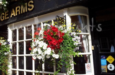 Major Plants Ltd - Hanging Basket Services - London - UK - Image 127