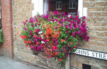 Major Plants Ltd - Hanging Basket Services - London - UK - Image 129