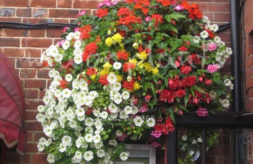 Major Plants Ltd - Hanging Basket Services - London - UK - Image 131