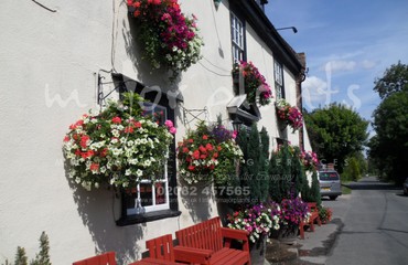 Major Plants Ltd - Hanging Basket Services - London - UK - Image 132