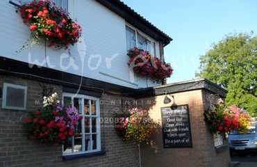 Major Plants Ltd - Hanging Basket Services - London - UK - Image 133