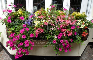Major Plants Ltd - Hanging Basket Services - London - UK - Image 135