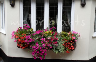 Major Plants Ltd - Hanging Basket Services - London - UK - Image 136