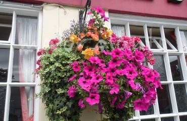Major Plants Ltd - Hanging Basket Services - London - UK - Image 141