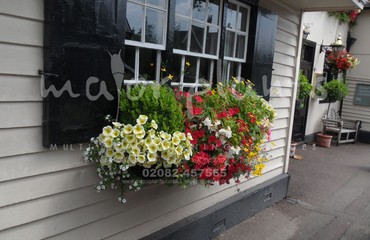 Major Plants Ltd - Hanging Basket Services - London - UK - Image 142