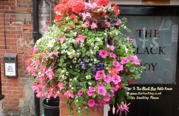 Major Plants Ltd - Hanging Basket Services - London - UK - Image 143