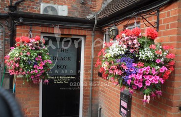 Major Plants Ltd - Hanging Basket Services - London - UK - Image 144