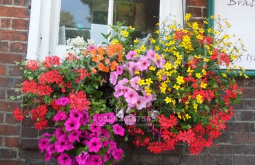 Major Plants Ltd - Hanging Basket Services - London - UK - Image 146
