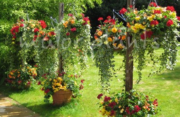 Major Plants Ltd - Hanging Basket Services - London - UK - Image 151