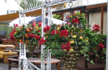 Major Plants Ltd - Hanging Basket Services - London - UK - Image 153