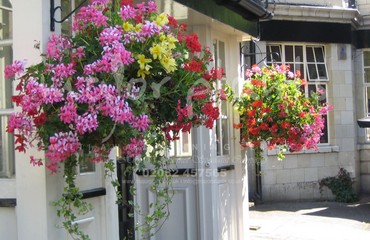 Major Plants Ltd - Hanging Basket Services - London - UK - Image 154