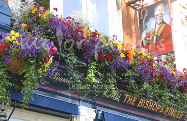 Major Plants Ltd - Hanging Basket Services - London - UK - Image 155