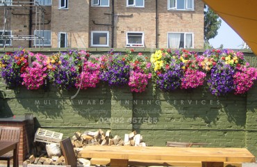 Major Plants Ltd - Hanging Basket Services - London - UK - Image 157