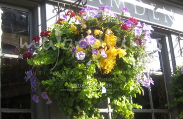 Major Plants Ltd - Hanging Basket Services - London - UK - Image 158
