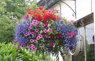 Major Plants Ltd - Hanging Basket Services - London - UK - Image 160