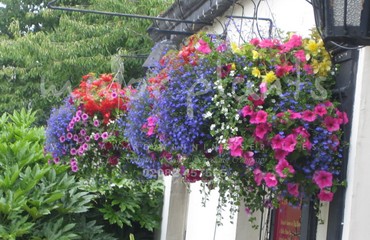 Major Plants Ltd - Hanging Basket Services - London - UK - Image 161