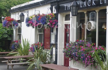 Major Plants Ltd - Hanging Basket Services - London - UK - Image 162