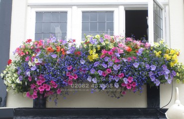 Major Plants Ltd - Hanging Basket Services - London - UK - Image 164