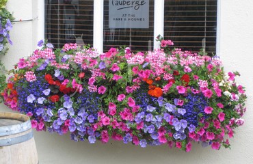 Major Plants Ltd - Hanging Basket Services - London - UK - Image 165