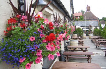 Major Plants Ltd - Hanging Basket Services - London - UK - Image 166